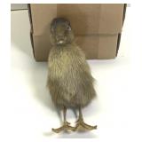 Taxidermy ducklings lot of 5