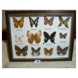 FRAMED BUTTERFLY COLLECTION 13 X17