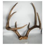 Deer Antlers