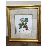 Apricot DE Portugal framed print