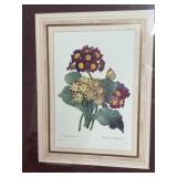 Framed print of PRIMULA AURICULA