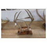 Antler Mount