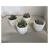 4 cnt Mini Succulents