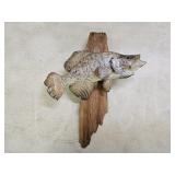 Taxidermy White Crappie Fish Wall Mount