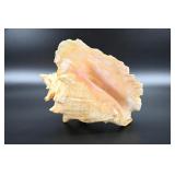 Conch Shell