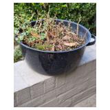 Blue speckled enamel ware single handled pot as planter w live plant