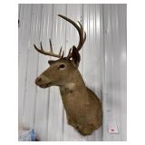 Deer Mount