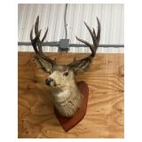 Vintage Mounted Mule Deer Shoulder Taxidermy