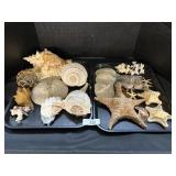 Various Shells, Coral, Starfish, Sand Dollars.