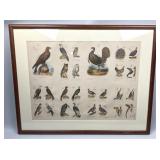 Louis Prang Gallinaceous Birds Lithograph Print.