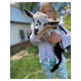 Baby ADGA registered Nigerian Dwarf goat