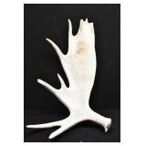 Moose Antler