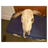 Cattle skull with horns