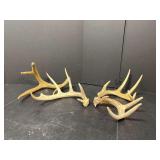 Four antlers, may or may not be pairs