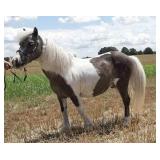 Emmy 17yo Silver Dapple Tobiano Mini 34" drives