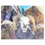 Ram skull, deer horns, traps, and more