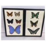 Framed Butterfly Specimen Wall Art