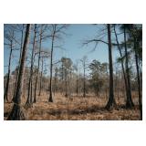 247 +/- Acres of Prime Agricultural and Recreational Land in Baker County, GA 