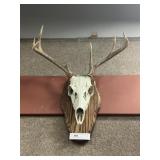 European Whitetail Deer Mount