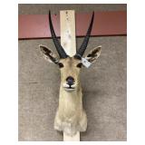 Taxidermy Reedbuck