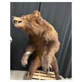 Full Size Mounted Grizzly Bear