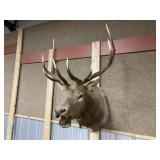 Taxidermy Elk