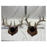 Deer antlers