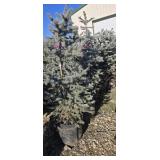 1-- Colorado Blue Spruce