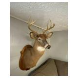 Taxidermy Deer Mount