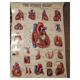 90s Human Heart laminated medical poster 39"x27"