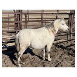 9 Yr. Old Gray Pony Mare