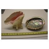 Large Sea Shells set of 2