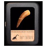 Original Plesiosaurus Tooth - Excellent Quality