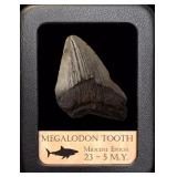 AUTHENTICATED PREHISTORIC MEGALODON TOOTH