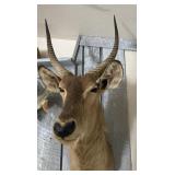 African Water Buck Shoulder Mount