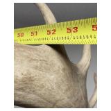 Alaskan Caribou Shoulder Mount