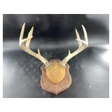European style deer horn mount on a beautiful wood