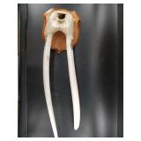 Andy Penayah scrimmed female walrus head mount on