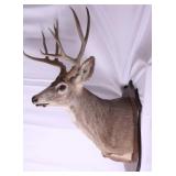 8 Point Deer Mount