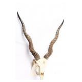 Blackbuck Antelope Skull Taxidermy Mount