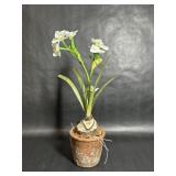 Paper white Bulb Flower in Terracotta Pot