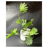 Faux Tree Philodendron in White Ceramic Planter