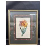 Pierre Joseph Redoute Tulip Framed Print