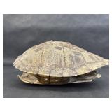 Taxidermy Turtle Shell