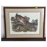 JOHN AUDUBON GREY RABBIT PRINT 34.5" X 27-3/4"