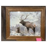 FRAMED BULL ELK & COW PHOTO, 20" X 24"