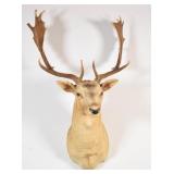 Fallow Deer Taxidermy Mount