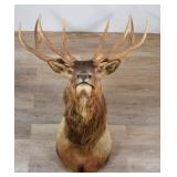 Elk Taxidermy Mount