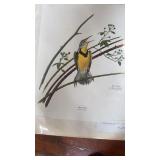 Ray Harm -signed -20x16 ï¿½ Meadowlarkï¿½