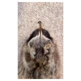 Raccoon pelt